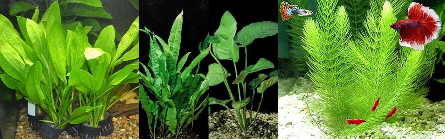 Best Live Plants For Betta Fish - Top 5 Picks & Review